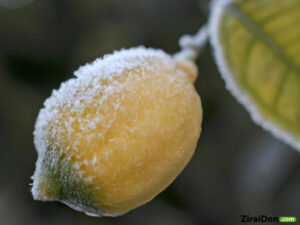 Zirai Don, Zirai Don Mücadele Makineleri - Yapay Bulut Teknolojisi ❄️✳️